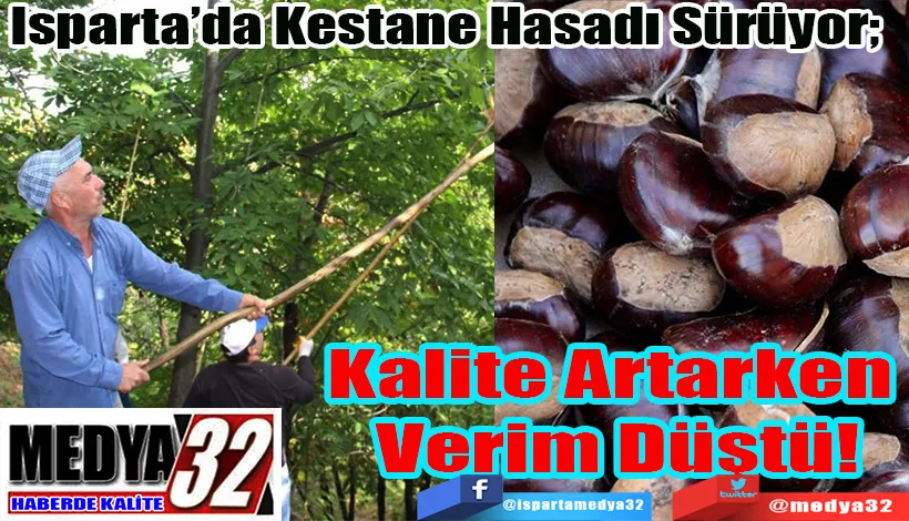 Isparta’da Kestane Hasadı Sürüyor;  Kalite Artarken Verim Düştü!