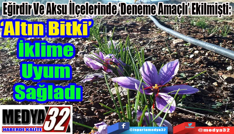 Eğirdir Ve Aksu İlçelerinde ‘Deneme Amaçlı’ Ekilmişti:  ‘Altın Bitki’ İklime  Uyum Sağladı