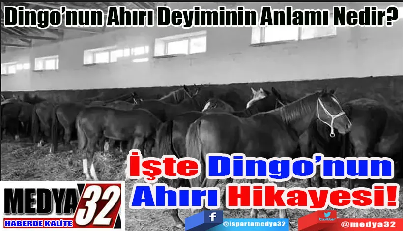 Dingo’nun Ahırı Deyiminin Anlamı Nedir?  İşte Dingo’nun  Ahırı Hikayesi!