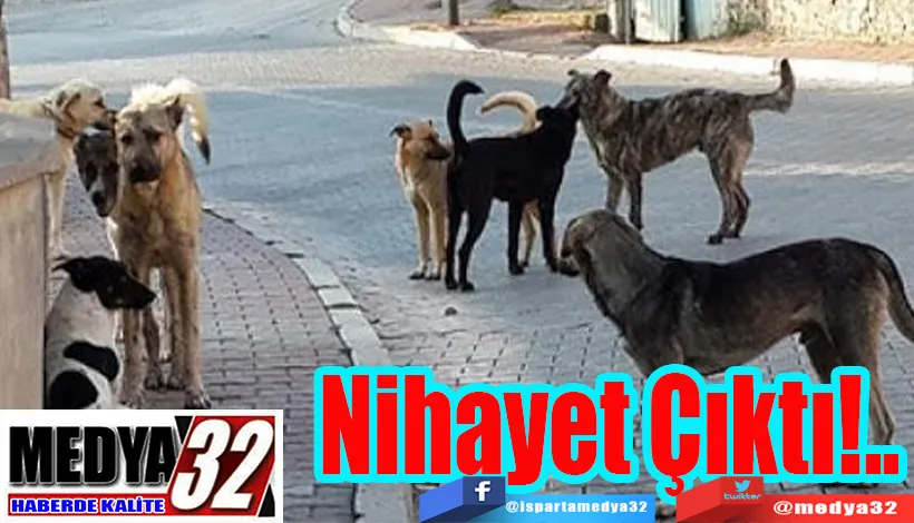 Tartışılan Sokak Hayvanları Düzenlemesi TBMM Genel Kurulunda Kabul Edildi;  Nihayet Çıktı!..