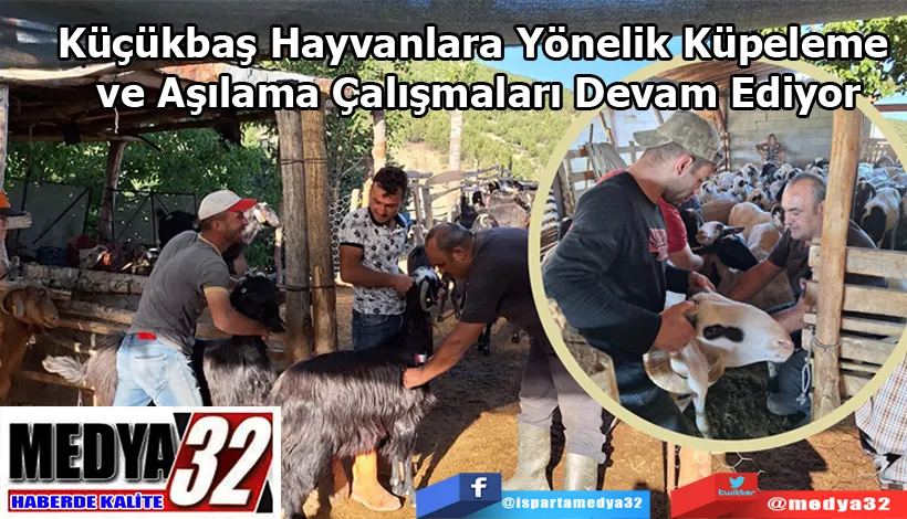 Küçükbaş hayvanlara yönelik küpeleme ve aşılama çalışmaları devam ediyor