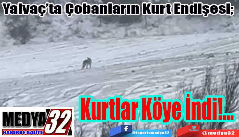 Yalvaç’ta Çobanların Kurt Endişesi;  Kurtlar Köye İndi!...