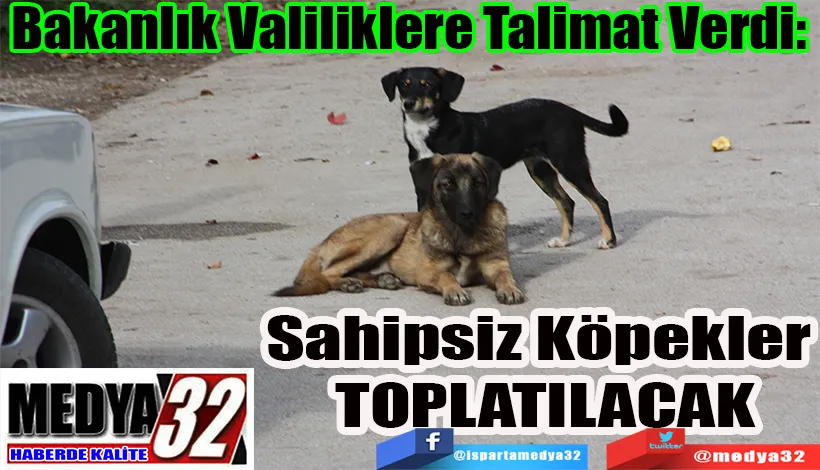 Bakanlık Valiliklere Talimat Verdi:  Sahipsiz Köpekler  Toplanacak