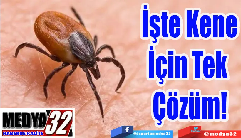 İşte Kene İçin Tek Çözüm!