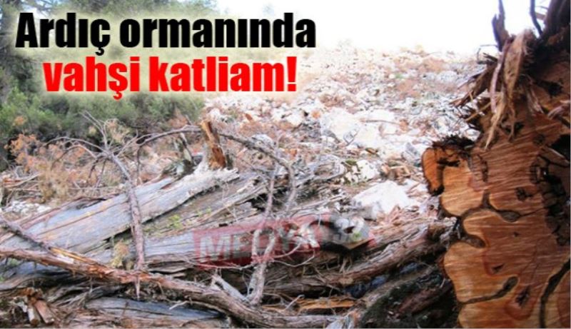 Ardıç ormanında vahşi katliam!