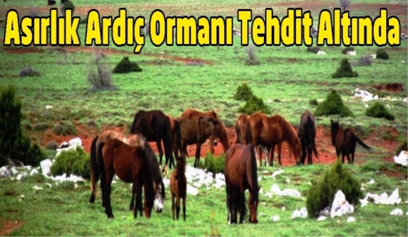 Asırlık Ardıç Ormanı Tehdit Altında