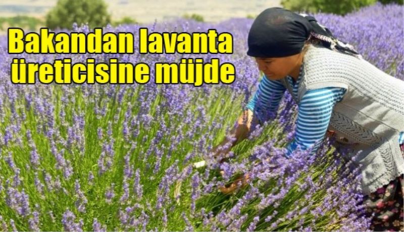 Bakandan lavanta üreticisine müjde