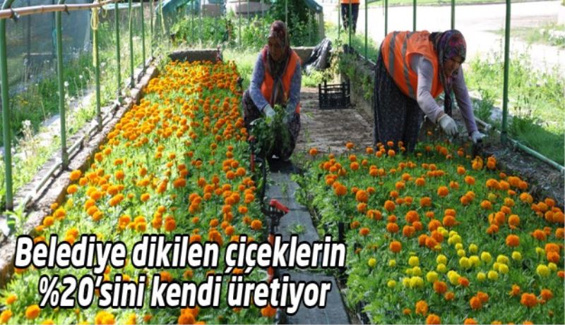 Belediye dikilen çiçeklerin %20’sini kendi üretiyor
