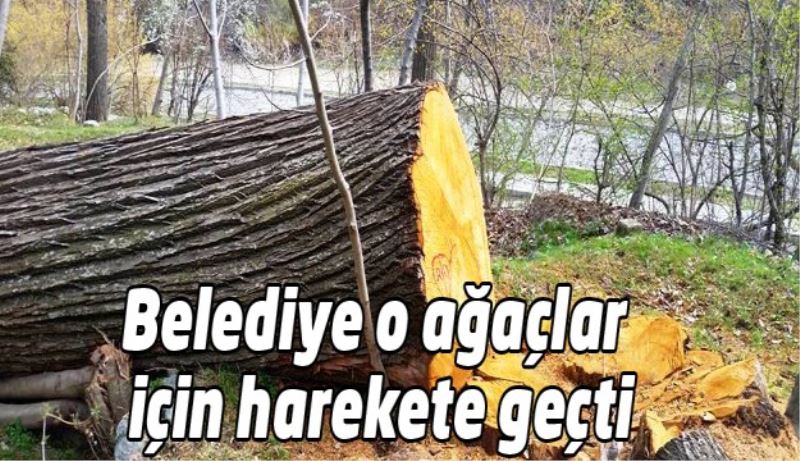 Belediye o ağaçlar için harekete geçti