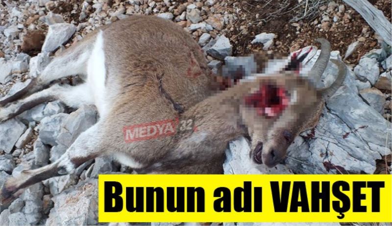 Bunun adı vahşet 