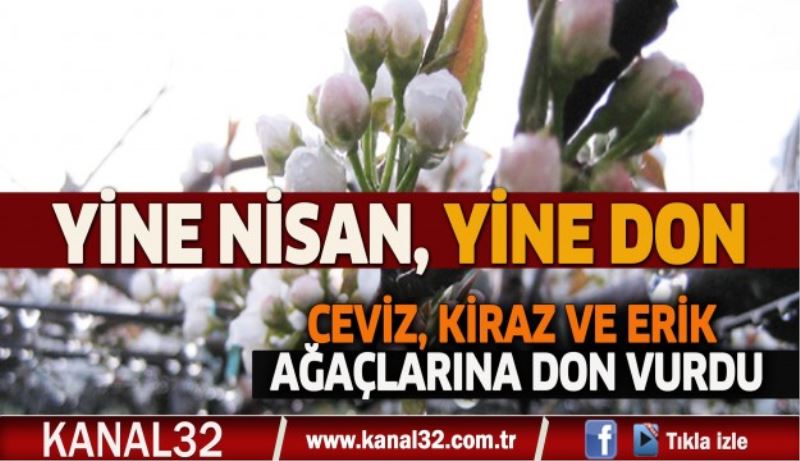 Ceviz, kiraz ve erik ağaçlarını don vurdu 