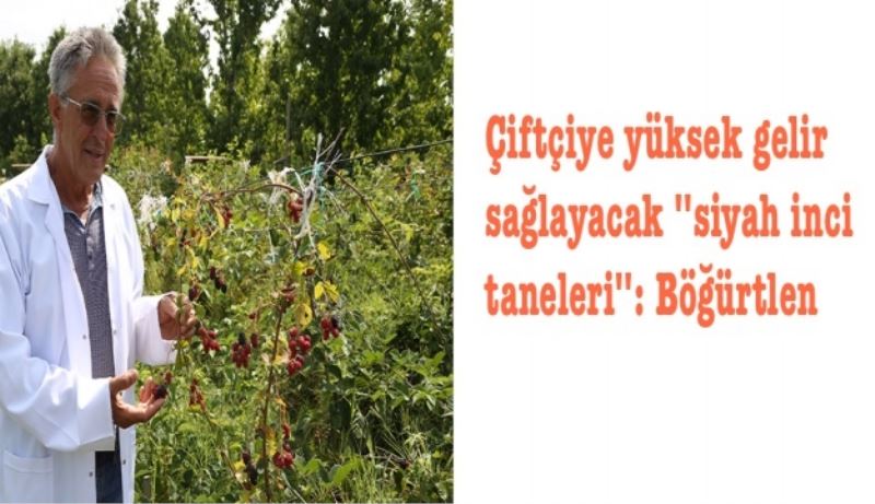 Çiftçiye yüksek gelir sağlayacak 