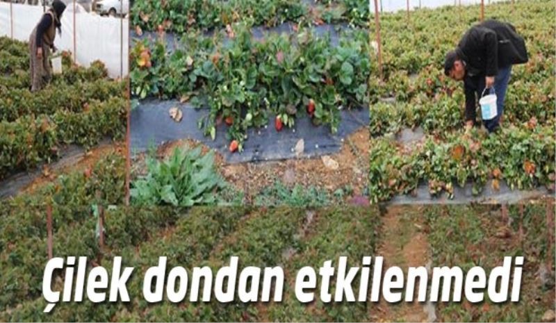 Çilek dondan etkilenmedi 