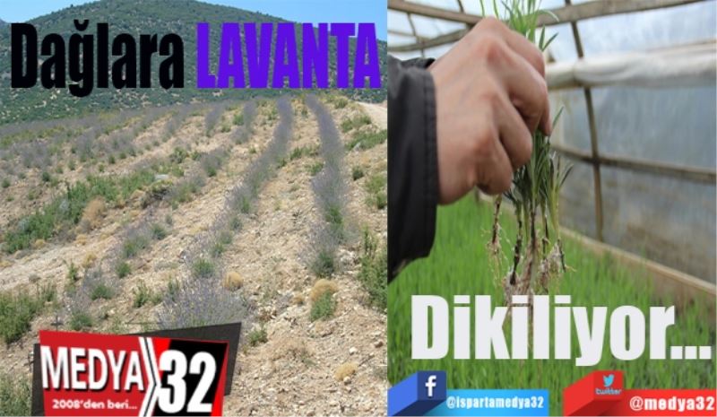 Dağlara Lavanta 
Dikiliyor…
