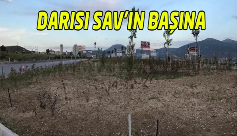 Darısı Sav