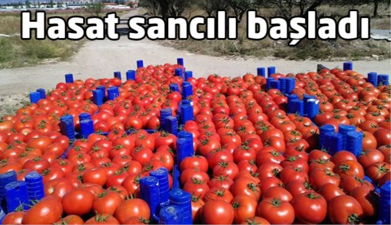 Domates hasadı sancılı başladı