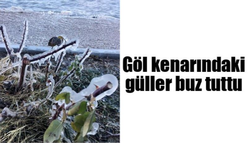 Eğirdir Gölü kenarındaki güller buz tuttu