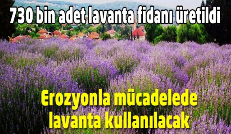 Erozyonla mücadelede lavanta kullanılacak 