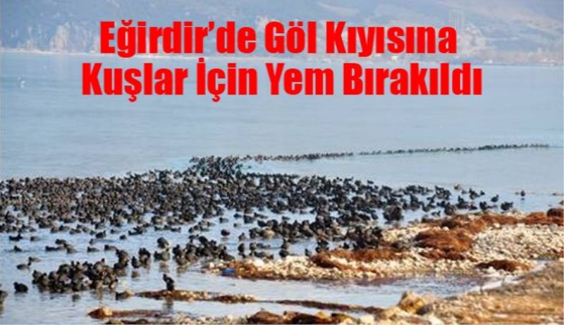 Göl Kıyısına Kuşlar İçin Yem Bırakıldı