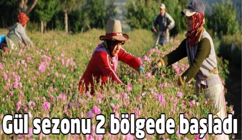 Gül sezonu 2 bölgede başladı 