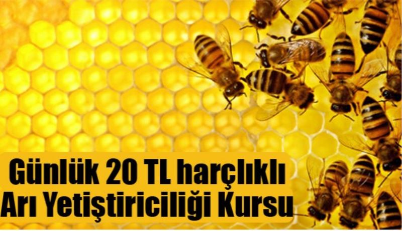 Günlük 20 TL harçlıklı Arı Yetiştiriciliği Kursu