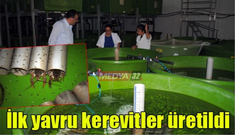 İlk yavru kerevitler üretildi