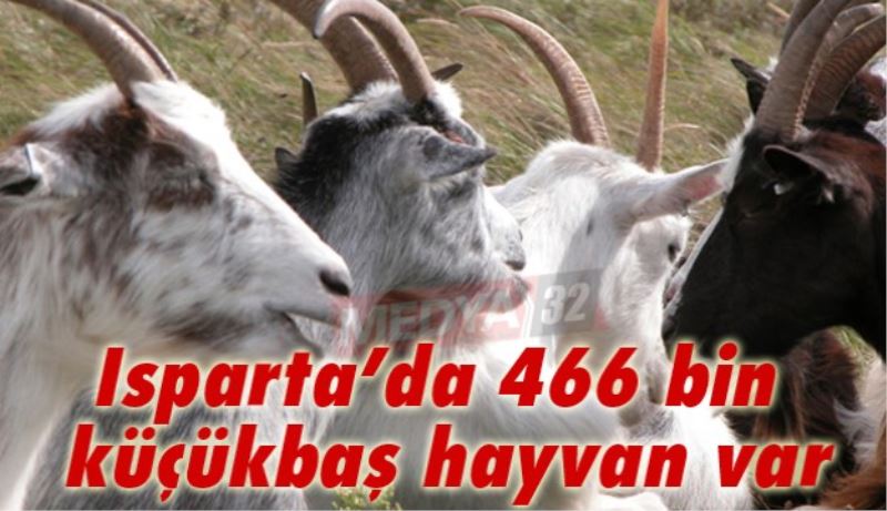 Isparta’da 466 bin küçükbaş hayvan var