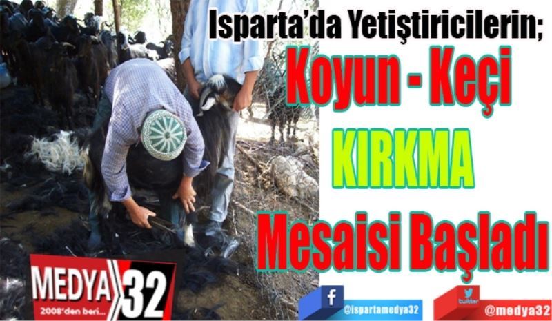 Isparta’da Yetiştiricilerin; 
‘Koyun Kırkma’
Mesaisi Başladı 
