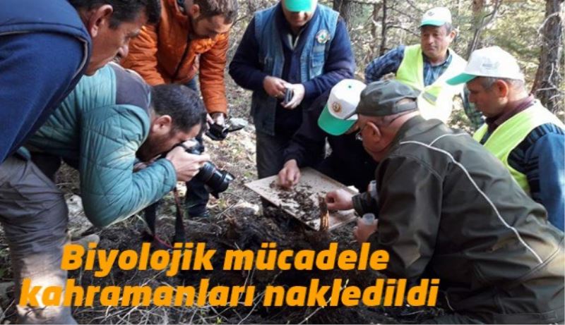 Kapı Dağı’ndaki 20 koloni karınca Barla Dağı’na nakledildi