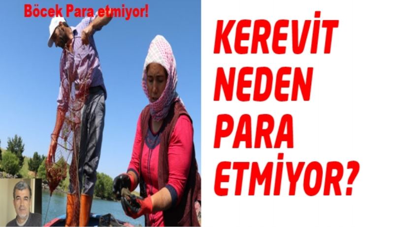 KEREVİT NEDEN PARA ETMİYOR?               