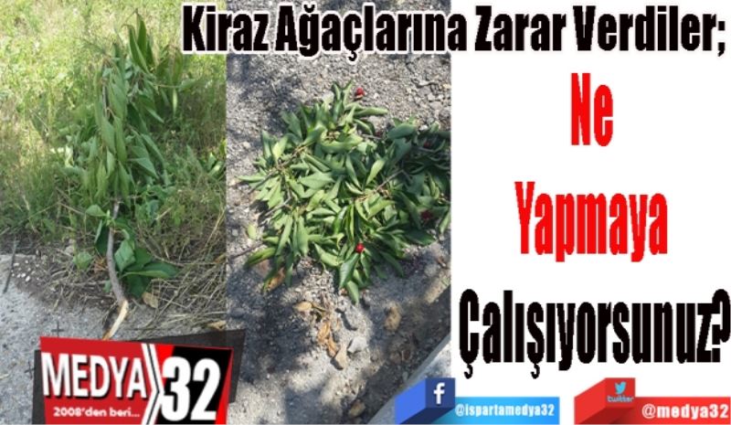 Kiraz Ağaçlarına Zarar Verdiler; 
Ne 
Yapmaya 
Çalışıyorsunuz? 
