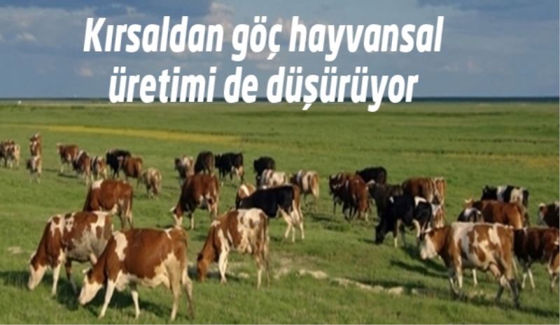 Kırsaldan göç hayvansal üretimi de düşürüyor