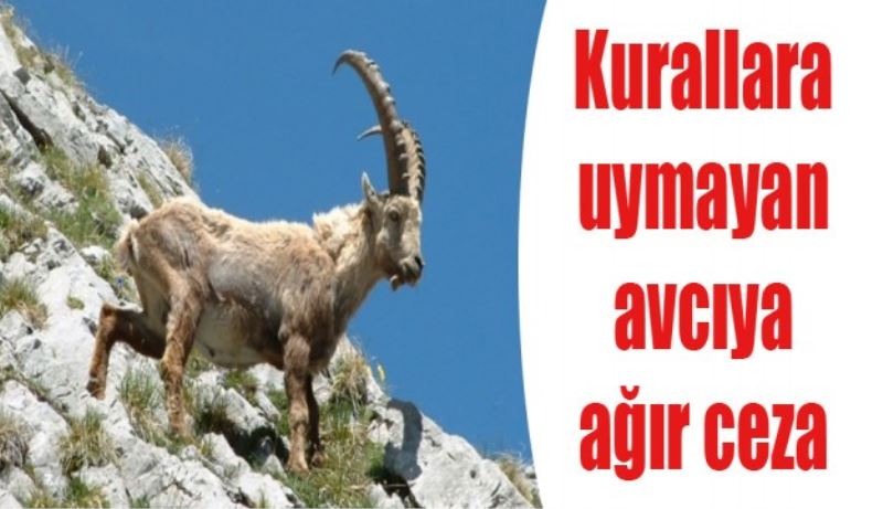 Kurallara uymayan avcıya ağır ceza