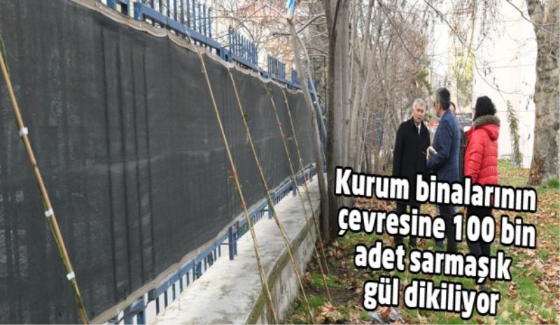 Kurum binalarının çevresine 100 bin adet sarmaşık gül dikiliyor