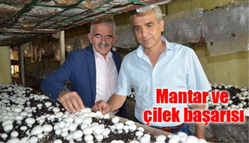 Mantar ve çilek başarısı