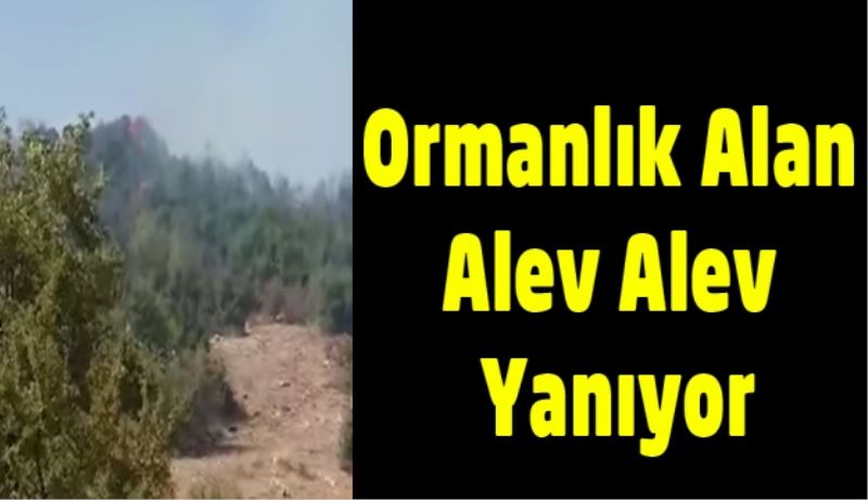 Ormanlık Alan Alev Alev Yanıyor