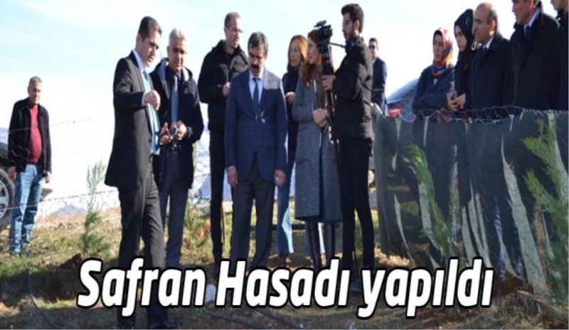 Safran Hasadı yapıldı