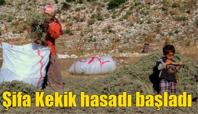 Şifa Kekik hasadı başladı