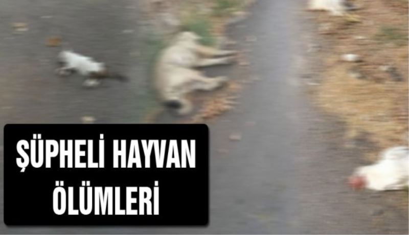Şüpheli hayvan ölümleri!