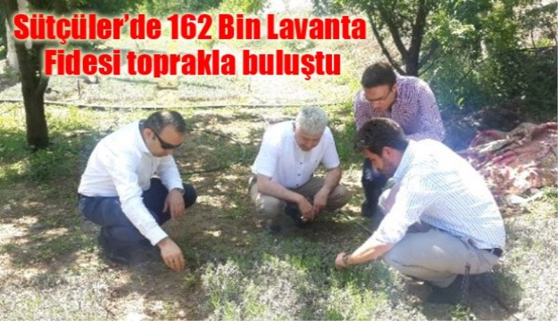 Sütçüler’de 162 Bin Lavanta Fidesi toprakla buluştu