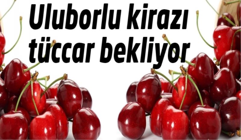 Uluborlu kirazı tüccar bekliyor 