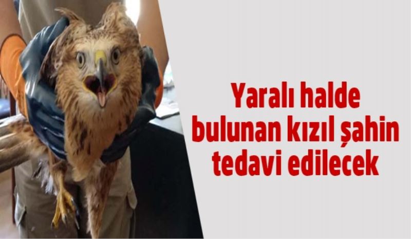 Yaralı halde bulunan kızıl şahin tedavi edilecek